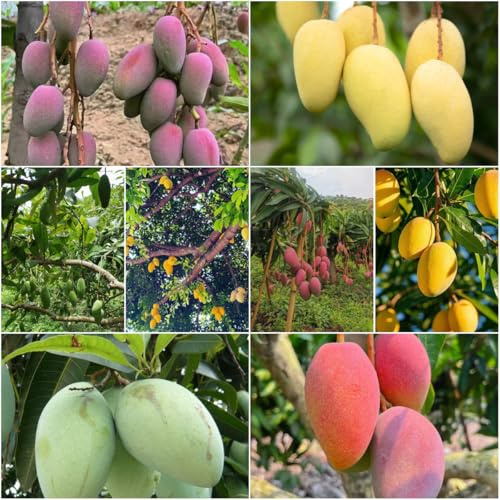 mango resistente - semillas columnares, perennes resistentes columnares resistentes al aire libre Semillas de techo verde 5pcs