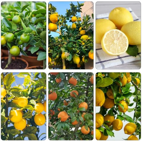 zitronenbaum exotische balkon hochbeet spalierobst pflanzensamen obstpflanzen säulenobst pflanztopf balkonpflanzen winterhart zimmerpflanzen zitrone winterharte stauden mehrjährig 150samen