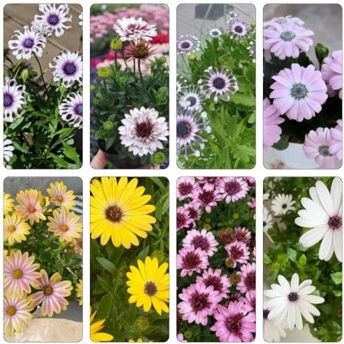 Kapkörbchen bonsai topf balkongewächshäuser schmetterlingsflieder exotische zimmerpflanzen biosaatgut dachbegrünung büropflanzen blumensaat wildblumen balkonblumen gartenpflanze 600samen