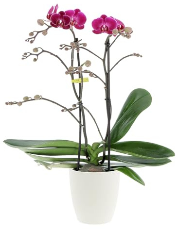 KENTIS - Orchidea Vera Pianta Rara - Phalaenopsis Optimost Morelia - Piante da interno Fiorite Purifica Aria - Vaso Ø 12 cm