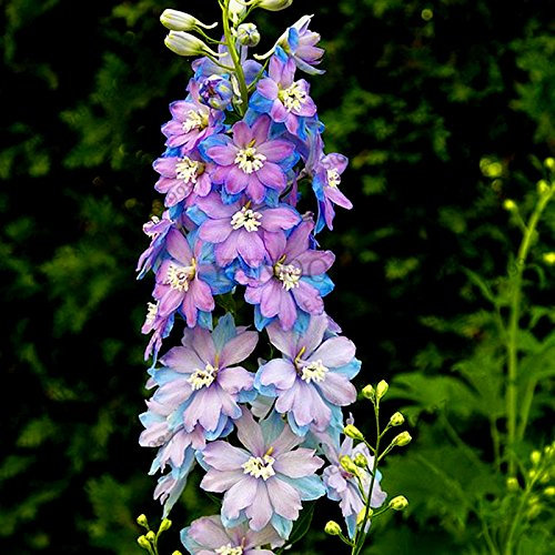 Seeds 100pcs/bag Mixed Color Rocket Larkspur Seeds consolidate ajacis Delphinium Flowers in Bonsai vase Domestic Garden of 3: Only Seeds