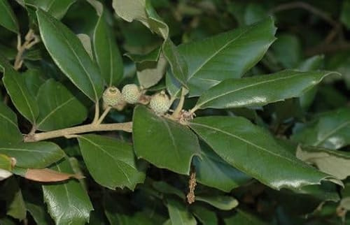 Pianta di Quercia Ilex, Albero da Giardino con Micorrizazione, Foglie Sempreverdi