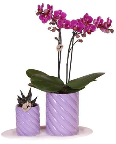 Orquídeas colibrí | Set de regalo Optimismo Pequeño Lila | Planta verde con orquídea Phalaenopsis naranja en macetas ornamentales Candy en bandeja orgánica blanca