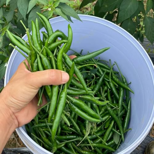 semillas de chile jalapeño, variedades antiguas de chile Las de jardín son perennes resistentes, 300pcs