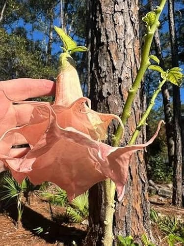 3 esquejes - brugmansia (trompeta de ángel) *durazno doble