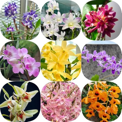 Semi di orchidea Dendrobium, esotiche semi biologici rare da ufficio giardino di estivi orchidea serre da balcone balcone d'appartamento facili curare 150pcs