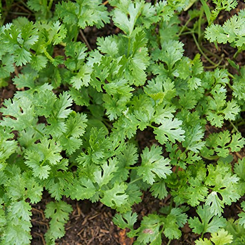 semi di prezzemolo - del soggiorno giardino biologicheà 800pcs