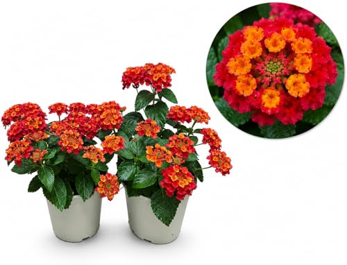 POWERS TO FLOWERS - LANTANA CAMARA ROSSO/ARANCIO, 2 PIANTE, VASO 14CM, piante vere