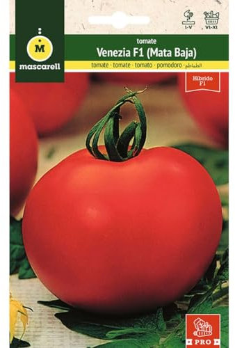 Mascarell Semillas, TOMATE, Semillas Huerto, TOMATE VENEZIA HF1 (DETERMINADA-MATA BAJA), Crea tu Propio Huerto Urbano y Cultivo en Casa, Plantas Hortícolas, 0.07 Gramos