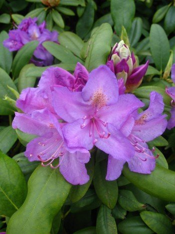 Alpenrose Rhododendron catawbiense Grandiflorum 50-60 cm hoch im 7,5 Liter Pflanzcontainer