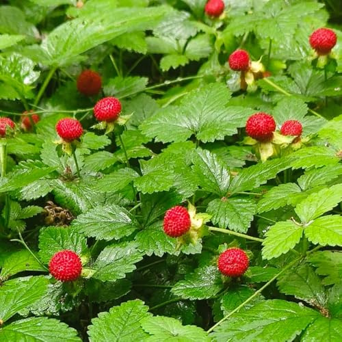 semillas de fresa silvestre, jardín de interior, resistentes, Decoración fresca 300pcs