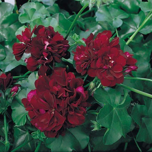 Pack x6 Trailing Ivy Geranium Moonflair 'Burgundy' Summer Garden Plug Plants