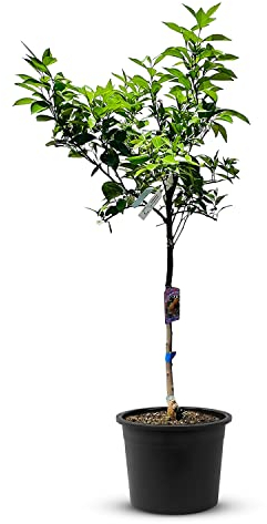 TropicTrees Orangenbaum (Citrus Sinensis) mit einer Höhe von 160 cm und einem Stammumfang von 8-10 cm | Orangen zur Saftherstellung, als Gewürzzutat und als Zierpflanze für den Innenbereich