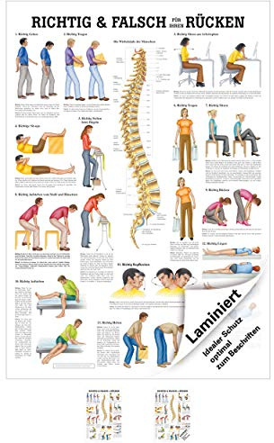 Sport-Tec Richtig u. falsch für Ihren Rücken Mini-Poster Anatomie 34x24 cm med. Lehrmittel