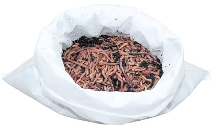 1 kg große (ca. 630 St.) Riesen-Rotwürmer - Dendrobena, Angelwürmer, Futterwürmer, Regenwürmer, Würmer, Riesenrotwürmer, Angelköder, Lebendköder, Wurmfarm, Wurmzucht