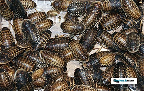 Feeders & more - 50 mittlere Waldschaben, Schaben in 1 Dose praktisch verpackt, Futterinsekten Futtertiere