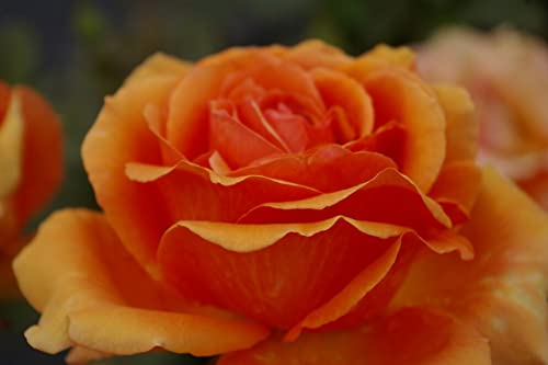 Baumschule Pflanzenvielfalt Edelrose Ashram® - Rosa Ashram® - kupferbraun-orange - Duft++