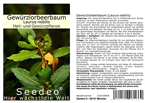 Seedeo Gewürzlorbeerbaum (Laurus nobilis) 6 Samen