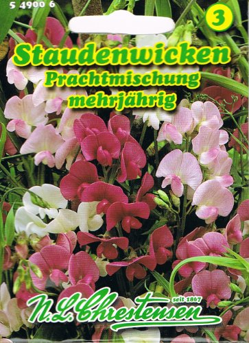 Staudenwicken Prachtmischung Mischung Wicke rankend Lathyrus latifolius winterhart mehrjährig