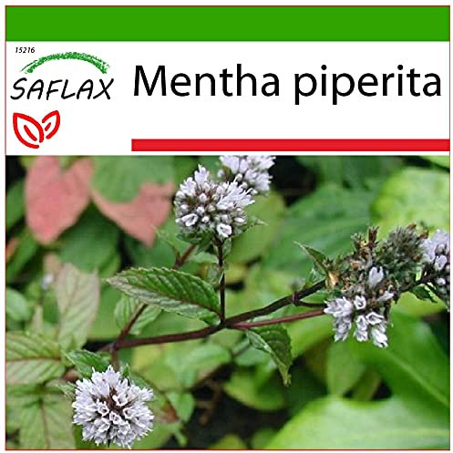 SAFLAX - Heilpflanzen - Pfefferminze - 300 Samen - Mit keimfreiem Anzuchtsubstrat - Mentha piperita