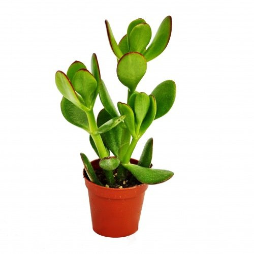 Crassula portulacea Geldbaum 5,5cm Topf