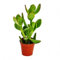 Crassula portulacea - arbre à argent - en pot de 5,5cm