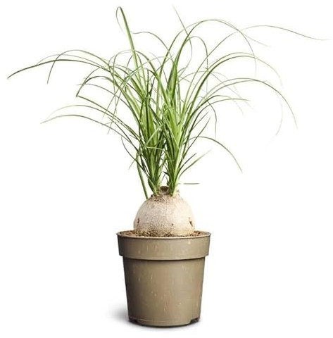 Beaucarnea recurvata su vaso cm 11 h cm 30