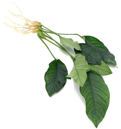K2AQUA Anubias Crispus Live Aquarium Plants Oxygenating Plant Aquarium Fish Tank Low Maintenance Foreground Midground for Freshwater Tropical Beginner Friendly