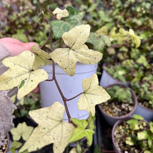 semillas de hiedra - Ivy Vines - trepadoras, resistentes, decorativas, decoración de balcón, resistentes para balcones, regalos para amantes 400pcs