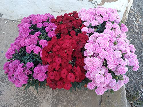 Clavel Peman Pack 6 Plantas Naturales maceta de 13 cm