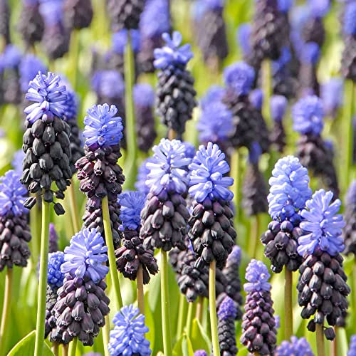 35 x Muscari Latifolium – Spring Flowering Bulbs - Traditional Springtime Favourite in Blue & Purple – Mid Spring Bloomers – Perennial – for Your Beautiful Garden