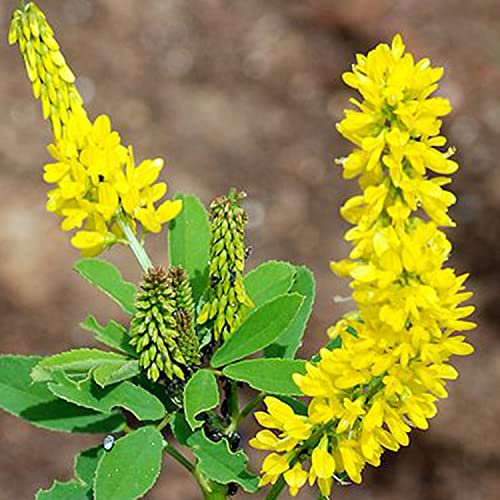 Welldales 50 Honey Clover Seeds Sweet Yellow Herb Flowering Melilotus UK Meadow & Woodland