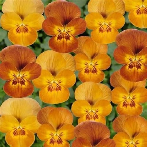 Helza Stiefmütterchen Twix Viola x Cornuta F1 honey, Viola x Cornuta F1 Honig, Holländische Veilchen, 200 stück, Blumensamen für Garten und Balkon, Pflanzensamen, Saatgut von Kulturpflanzen