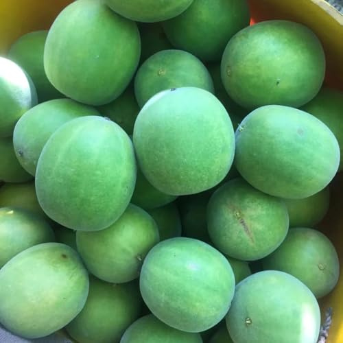 8 piezas Semillas de Siraitia Grosvenorii Comprar semillas de árboles frutales lo mejor de semillas de frutas semillas exóticas semillas organicas fruta fresca Cobertura del suelo,