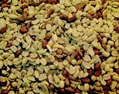 Alpine Ingredients RAW Peanut Shelled Peanuts 50 Lb