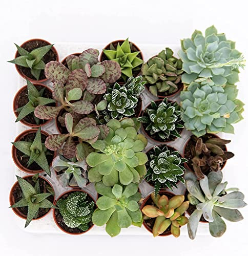 Pack 10 Elegantes Crasas Plantas Naturales de Interior para Embellecer Tu Casa