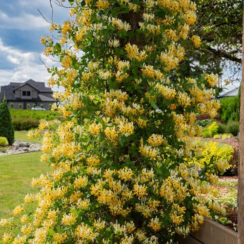 White Yellow Honeysuckle Fragrant Climbing Honeysuckle Plant Live Vine, Lonicera Perennial Honeysuckle Plants, 5-9 Inches, No Pot