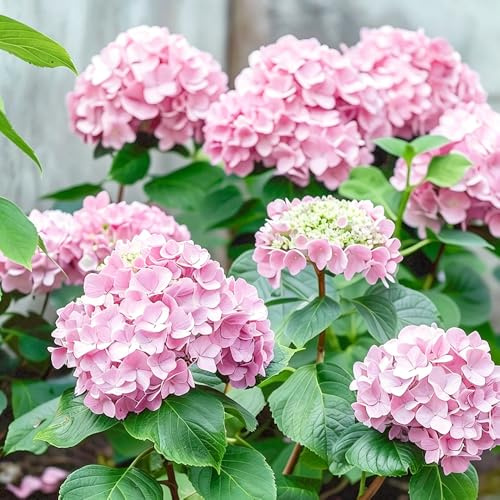 hortensia - semillas de jardín de jardín resistentes decoración balcón Camas elevadas 80pcs