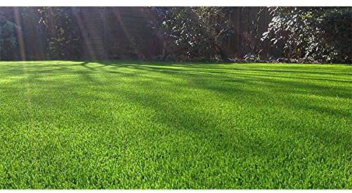 Nmp samenmischung für sportrasen 10kg gazon sport 10kg