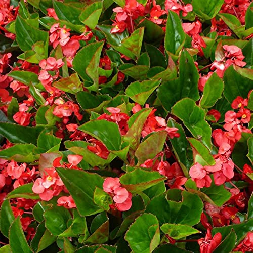 Bégonia fibreux rouge vivace annuel 120 graines de plantes d'intérieur de fleurs Semperflorens