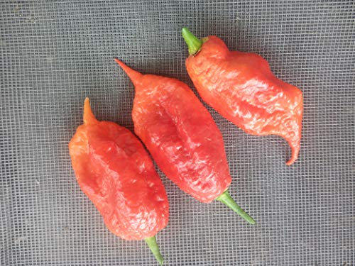 SEMI PEPERONCINO JAI'S GHOST SCORPION RED