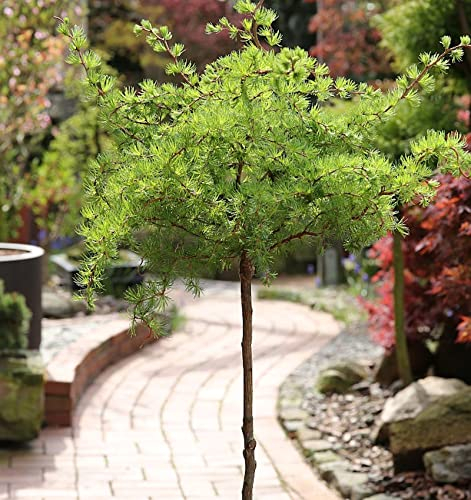 Hochstamm Japanische Lärche Wolterdingen 60-80cm - Larix kaempferi