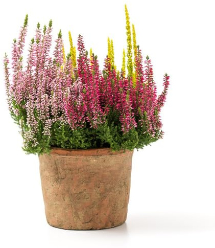 semillas de brezo, Las de jardín de rocas son resistentes Erica carnea, arbustos de floración resistente decoración de salón 100pcs