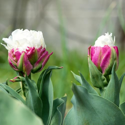 Bulbi di tulipano resistenti per giardini rocciosi giardino giardino tappezzanti in vaso serre balcone varietà antiche biologiche rare bulbi 14pcs