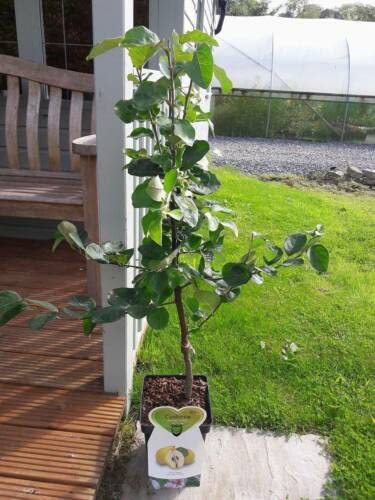 1 x Dwarf Patio Cydonia Oblogna 'Champion' Quince Tree in 5LPot Miniature Tasty Pies