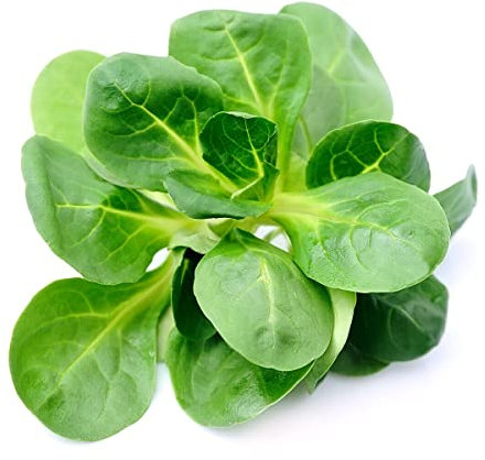 Vegetable - Salad - Corn Salad - Lambs Lettuce Mache - 1500 Seeds - 1st Class