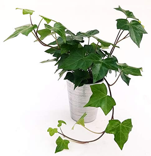 POWERS TO FLOWERS - EDERA COMUNE IN VASO CERAMICA ARGENTO, Pianta vera