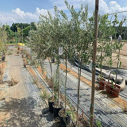 SAVINI VIVAI Obstpflanzen Moraiolo Olivenpflanze im Topf, 22–24 cm, 2–3 Jahre, Höhe 150–170 cm, hergestellt in Italien