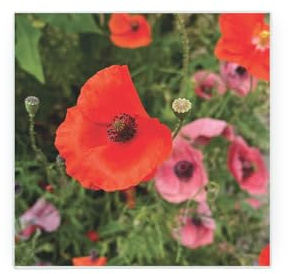 Dessous de plat avec pieds antidérapants Motif coquelicot Rouge 20 x 20 cm