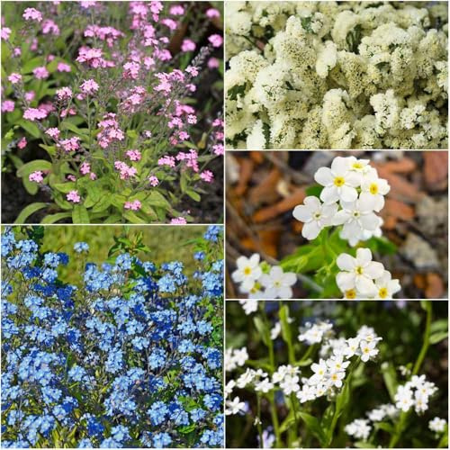 vergissmeinnicht - balkonpflanzen winterhart vergissmeinnicht balkon topfpflanzen gartensamen blumensamen balkonblumen garten indoor garten 350samen